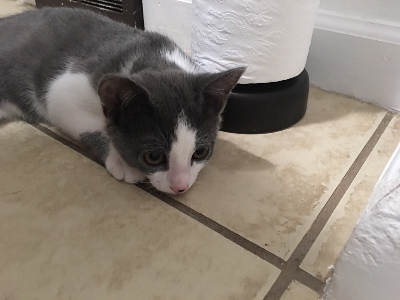 daniqueeninabox:  My brother’s kittens Coffee and Mug
