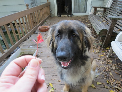 mapletheleonberger: …what have I done?