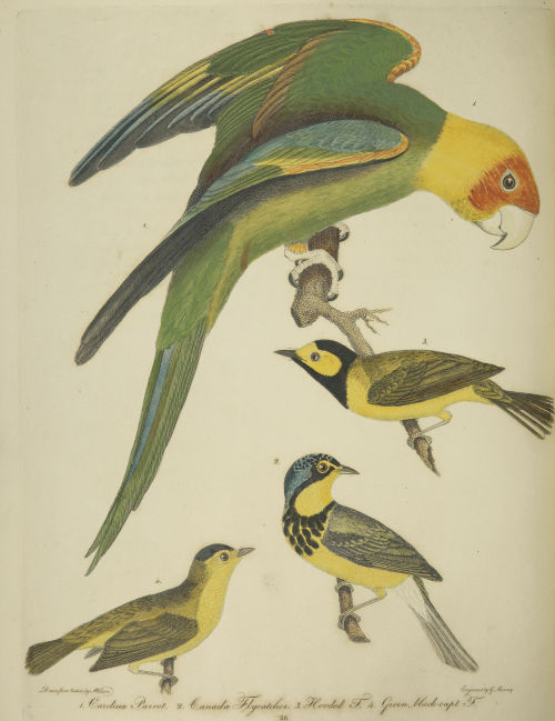 Selections from American ornithology v.03, 1811.The Carolina parrot or parakeet in the top image is 