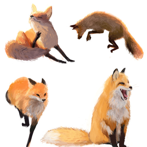 debbie-sketch:Red Fox and Fennec Fox sketches for the first day of Spring! 