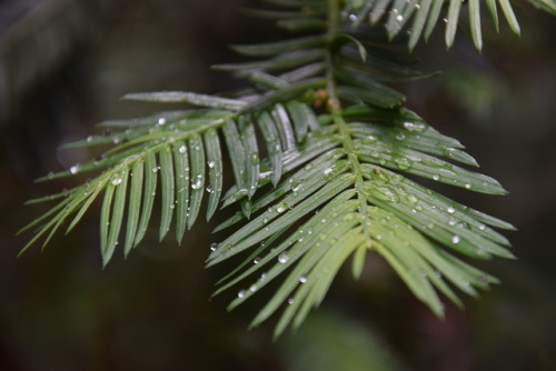 raindrops