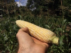 awildholler:  Sweet corn, grown with no pesticides or herbicides. My field is never tilled. I cover it with horse manure compost every fall, and I cover that with straw. When I weed it by hand, the weeds are left to decompose right in place as a mulch.