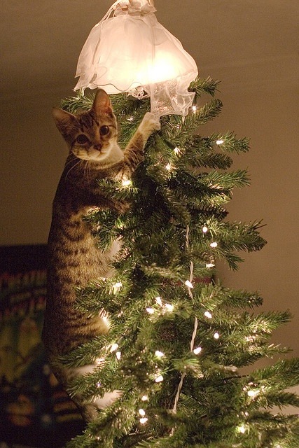 catsbeaversandducks:  “Wreck the tree and blame the doggie… Fa la la la la la la la laaaa!…” Photos via >^..^< in a Christmas Tree 