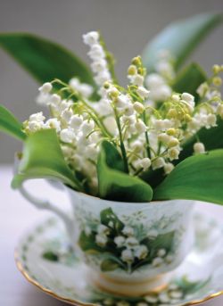 Lily of the Valley ❤️
