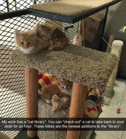 coolcatgroup: pyrohydriscence:   tastefullyoffensive:  “I work for a county government. They work closely with the county animal shelter, and some kittens and cats are sent to us because we get so much traffic from the public, hopefully someone will