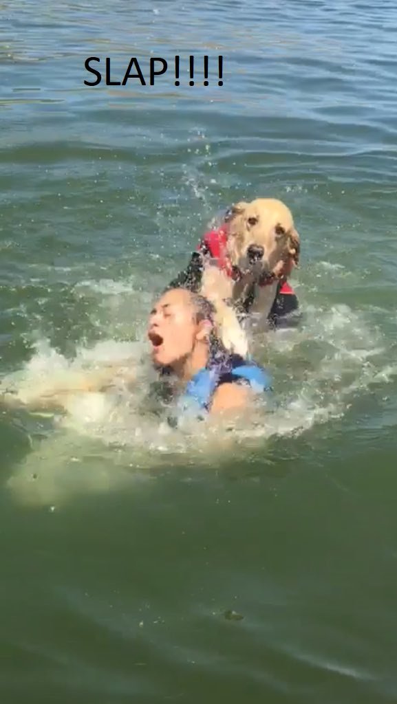 He's still a good doggo