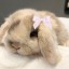 bunnybuggy