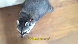 sizvideos:  Raccoon gives her owner a tissue (video) 