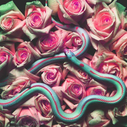 Every rose has its thorn