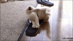 gifsboom:  Caught by shoe. [video]