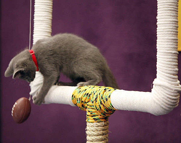 thefrogman:  phototoartguy:  Meow: It’s the inaugural Kitten Bowl Marc Lemoine