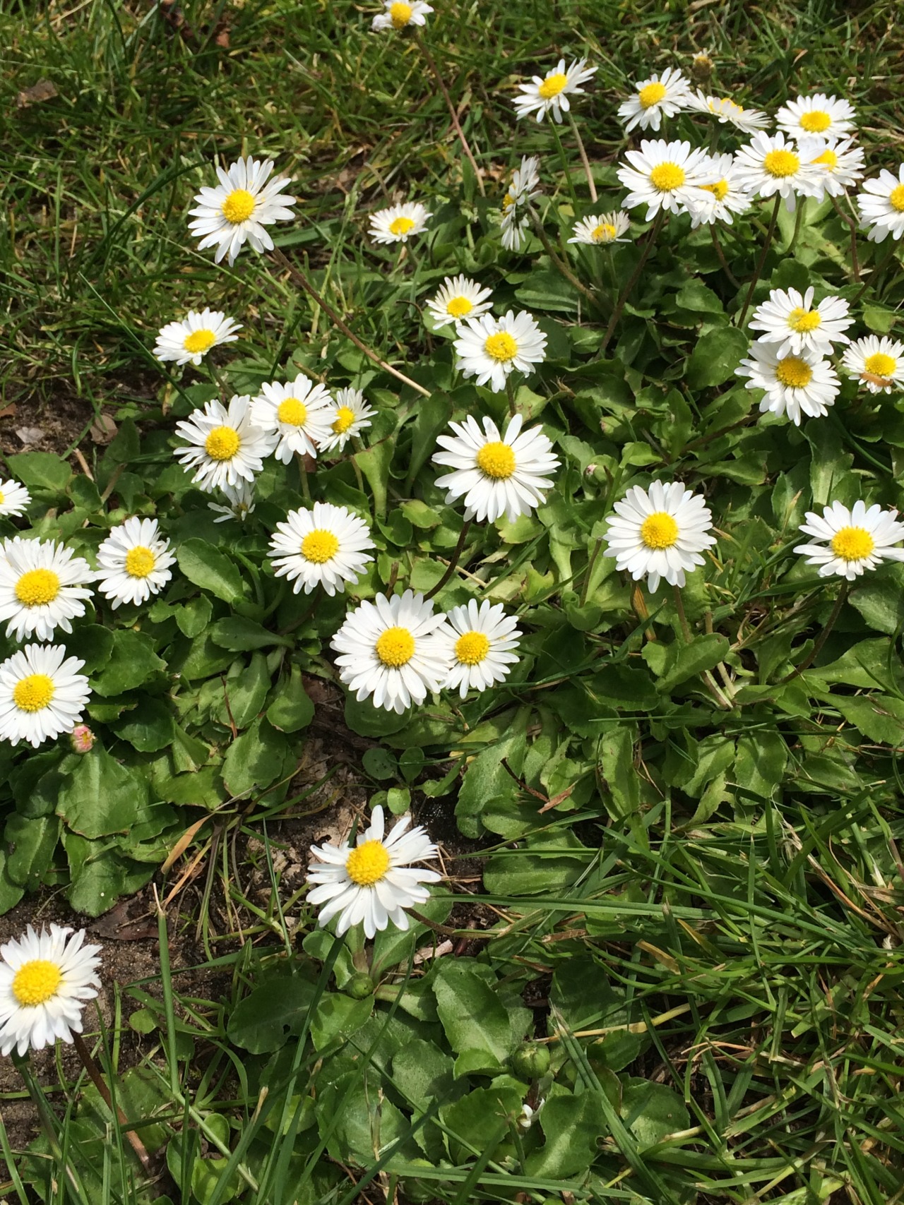 sui-generise:  endless love for van gogh and the plants in my garden
