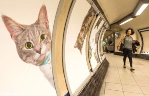 adayinthelesbianlife: A group of cat-lovers has redecorated an entire south London Tube station by r