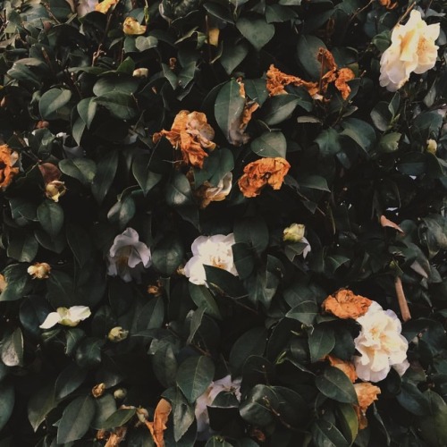 burnt #aesthetic #mood #flowers