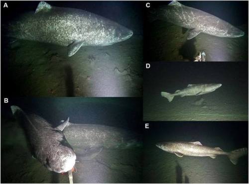 Researchers baited remote underwater video cameras in Nunavut, the Eastern Canadian Arctic, with the