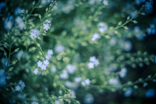 natureac:Take The 52 Week Photo Challenge or Check Out DSLR cameras here