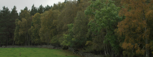 A horde of Aberdeenshire trees held in check by a sturdy wall.