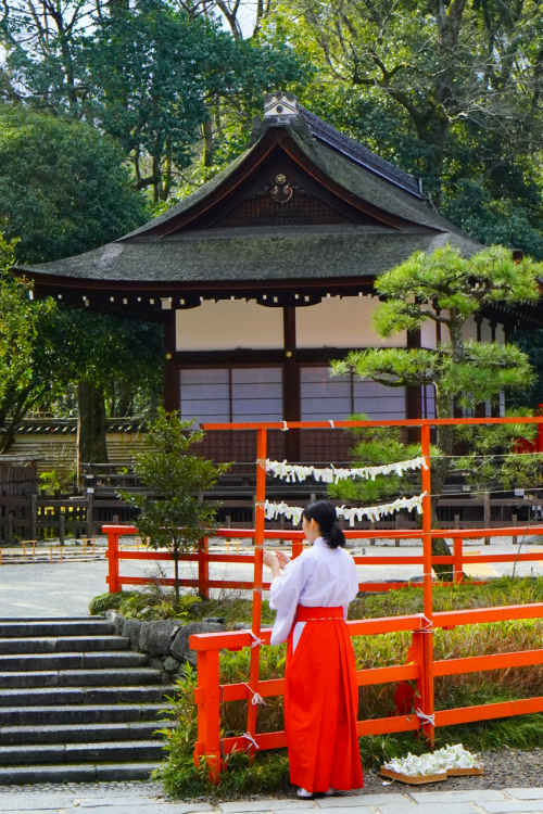 chitaka45: 京都 下鴨神社 光琳の梅&amp;メジロ kyoto shimogamo-jinja (ume blossom &amp; wild bird)