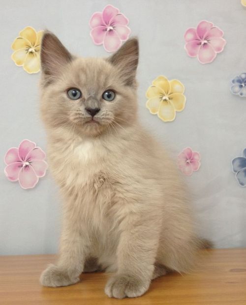 theenchantedcove:Found on jamilasragdolls.com