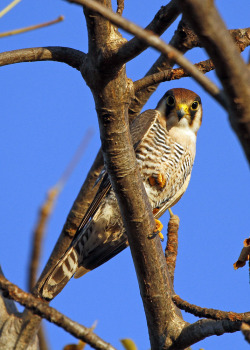 theraptorcage:  African Red-Necked Falcon