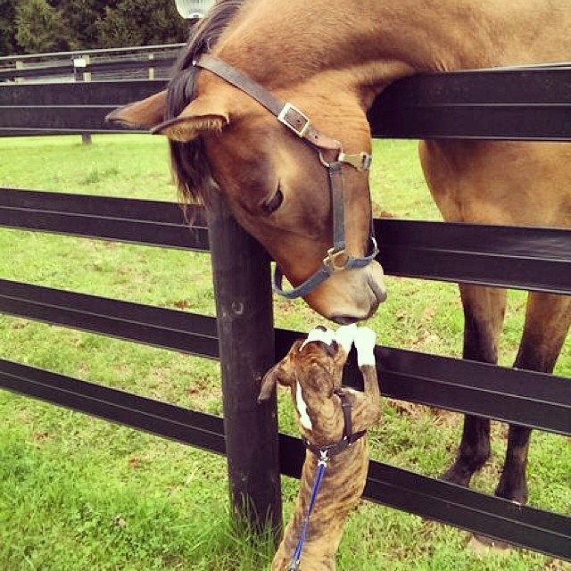 ellendegeneres:
“ Nice to meet you. http://ellen.tv/U8l7ku
”
Friends can come in all shapes and sizes!