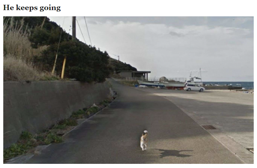 recommend:Dog Ruins Every Frame of Google Street View by Chasing the Camera (x)