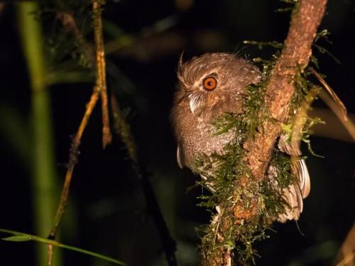 ainawgsd: Xenoglaux loweryi, the long-whiskered owlet, is a tiny owl that is endemic to a small area