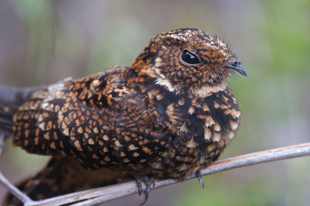 fairy-wren:  female Swallow-tailed Nightjar (by myfriendlygiant) 