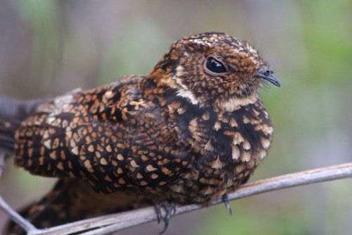 fairy-wren:  female Swallow-tailed Nightjar (by myfriendlygiant) 
