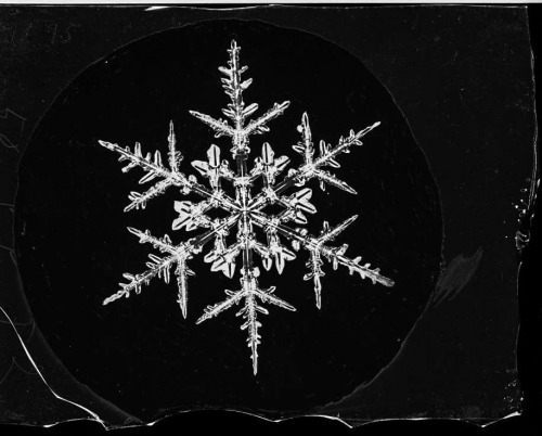 onceuponatown: Snow. 1916-1922. Wilson Alwyn Bentley pioneered the technique of snowflake photograph