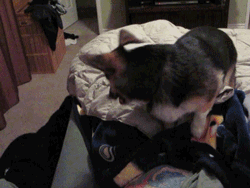 owlberta:  grim-badwolf:  grim-badwolf:  Ein decided he didn’t want me to go to