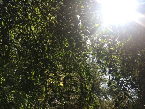 spiritualsun:  my fav pics that I take are the ones that include plants and sunlight 