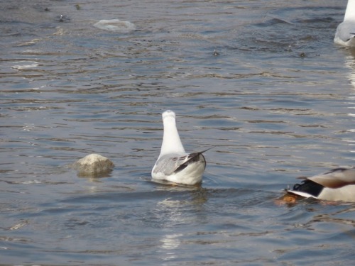 ユリカモメ　black-headed gullマガモ　Mallard duckTown Birds ～ 街の鳥 ArchiveTown Sparrow ～ 街のすずめ　Archive