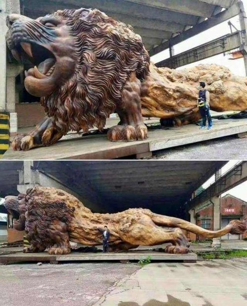 sixpenceee:World largest lion sculpture carved from a single dead redwood tree. It took 20 people over 3 years to comple