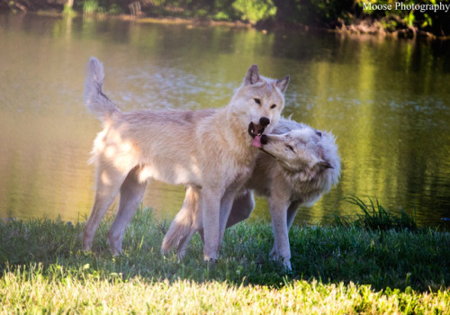 Some classic examples of ritualised aggression interactions in the main pack, mostly between Kanti a