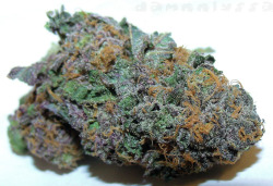 damnnlyssa:  Purple Grandaddy 