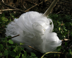 coolthingoftheday:    A frost flower is created