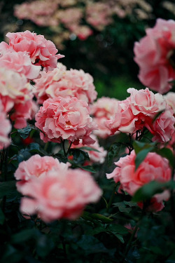 earthlycreations:  In Time Of Roses 