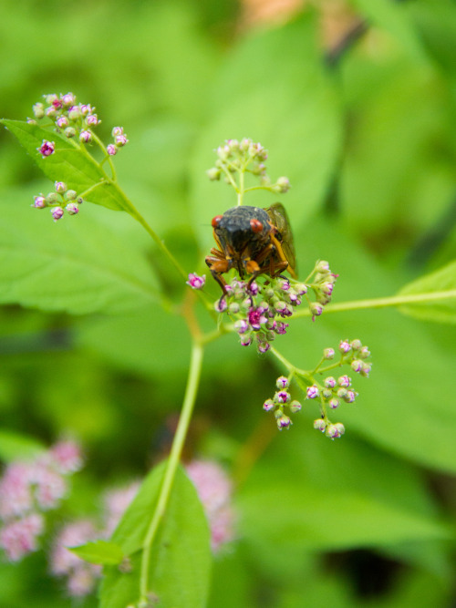 in praise of cicadas