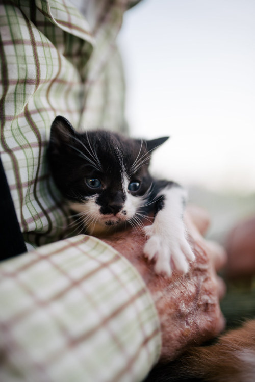 theuserformerlyknownas778: The old man is holding a kitten closeup. by shixart1985 flic.kr/p