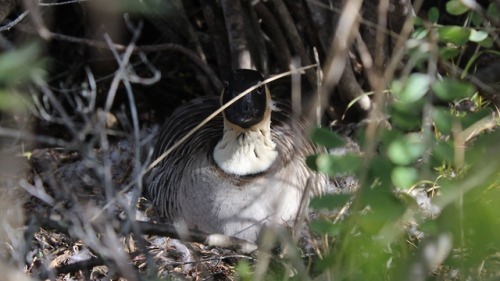 There are so many beautiful birds that call your national parks home. Why not go birding for a day? 