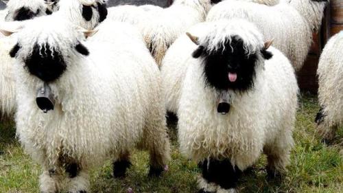 dirtygiraffes: Valais Blacknose Sheep CUTEST GODDAMN SHEEP IN THE WORLD.