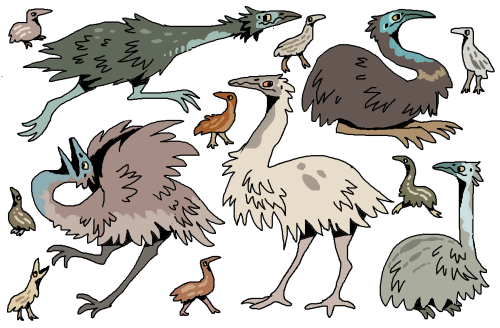 sparrowlucero:  emus