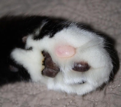 catsuggest:  catsuggest:  just ONE pink bean  only one  😍😍😍😍