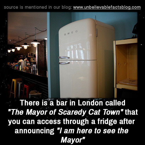 unbelievable-facts:  There is a bar in London called “The Mayor of Scaredy Cat Town” that you can access through a fridge after announcing “I am here to see the Mayor” 
