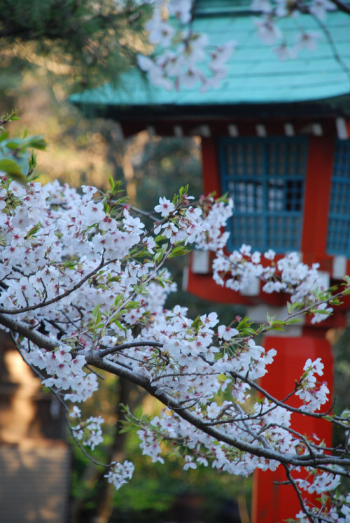 Sakura on Enoshima IslandBy : Peter Garnhum(Do not remove credits)