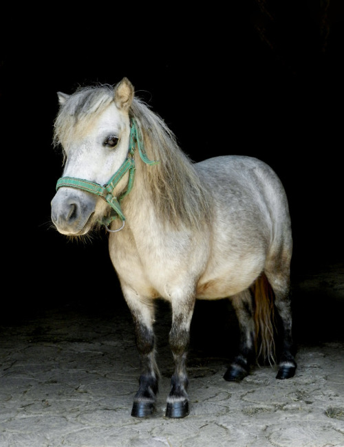 Tiny Pony