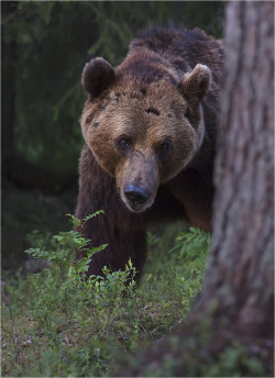 Bendhur   llbwwb:  Bärenfotografie in Finnland