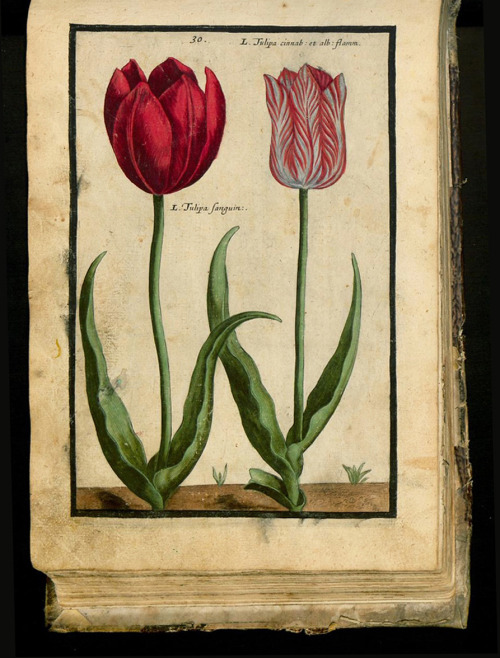 Crispijn de Passe, Hortus Floridus, 1614. Arnhem. Via University Library Sachsen-Anhalt, Germany.