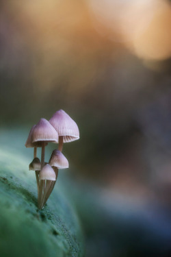 libutron:  A group of Mycena sp. (Mycenaceae)